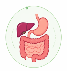 Gastrointestinal System (GIT) — Year 2 MBBS