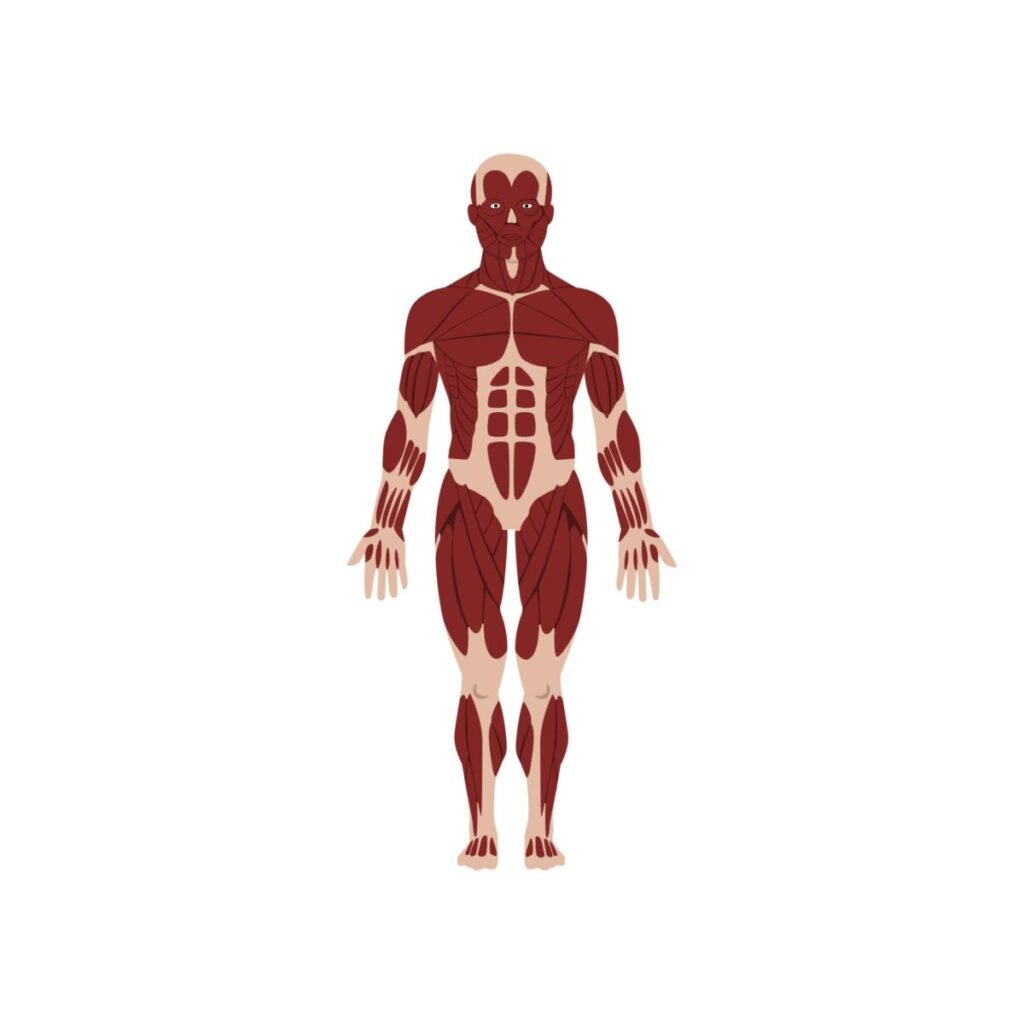 Musculoskeletal System (MSK) — Year 1 MBBS