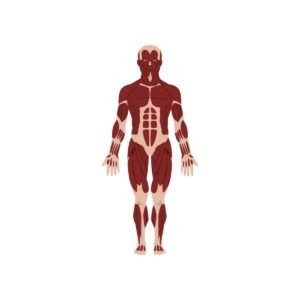 Musculoskeletal System (MSK) — Year 1 MBBS